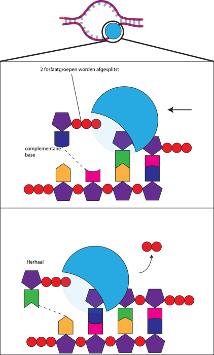 Okazaki fragment DNA synthese