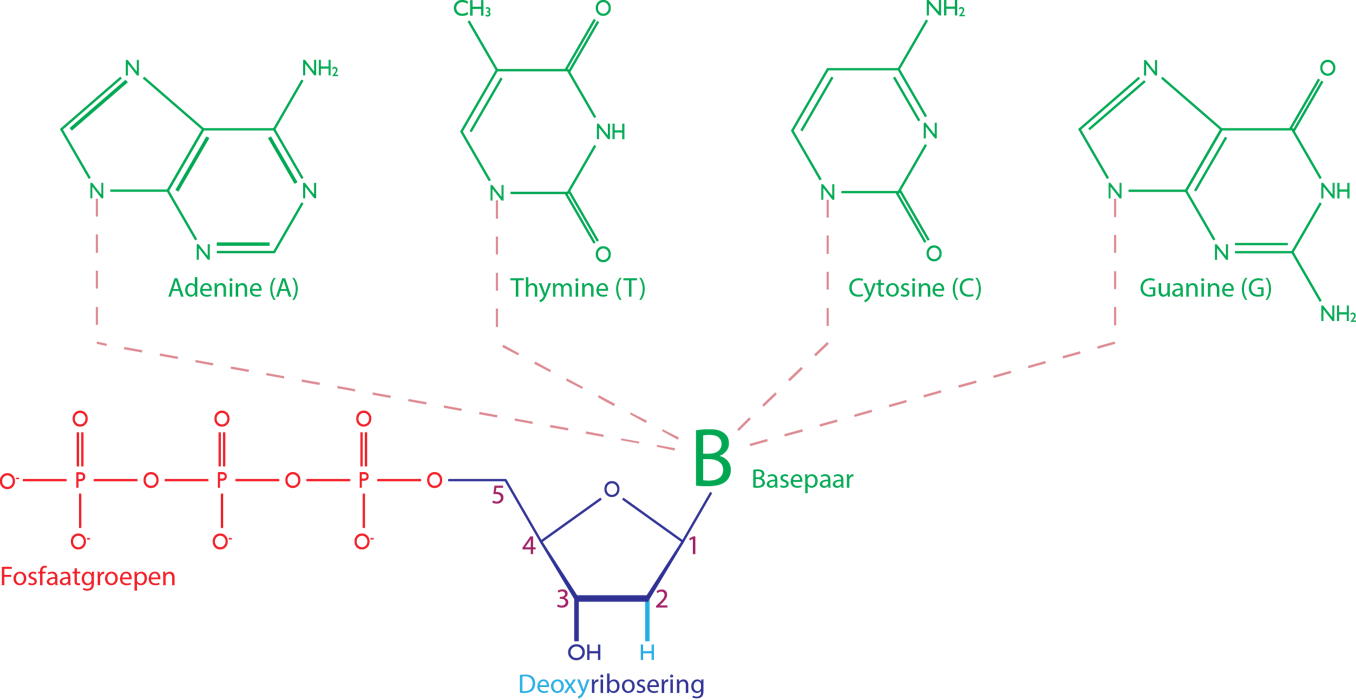 nucleotide met baseparen