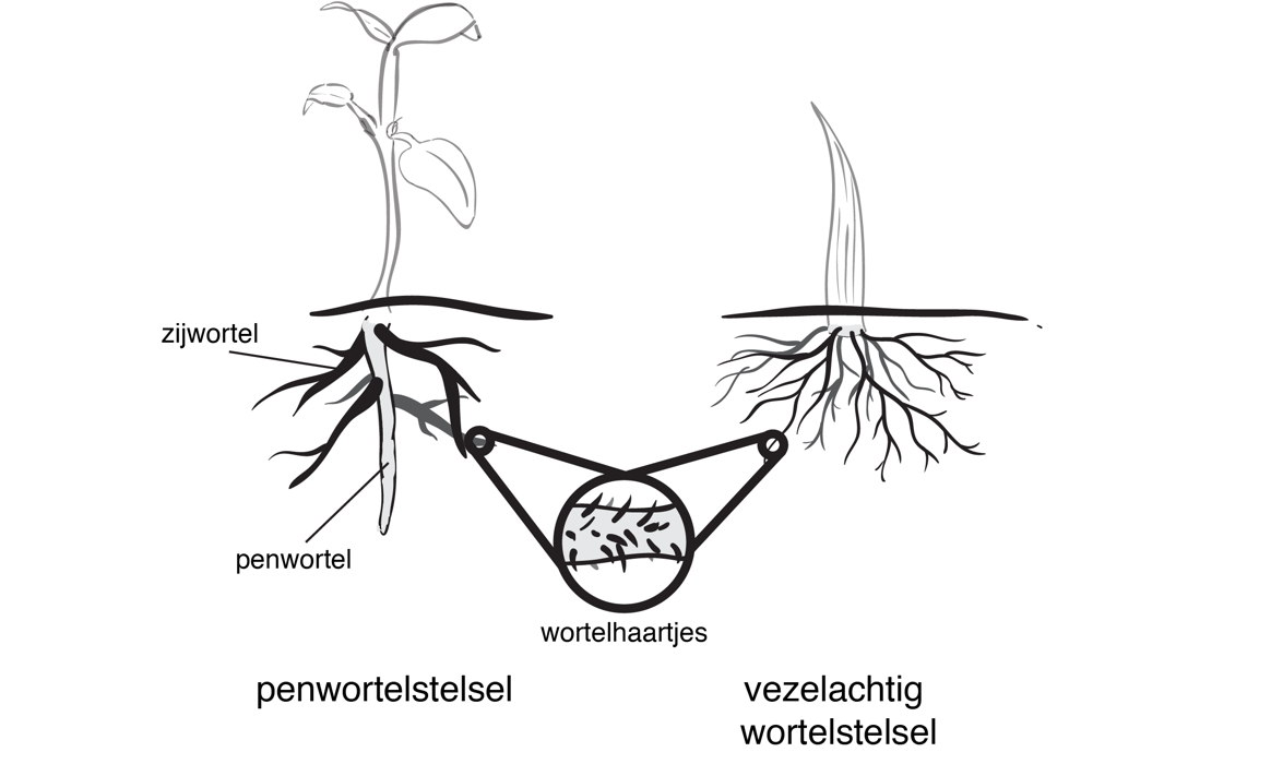 wortelstelsels